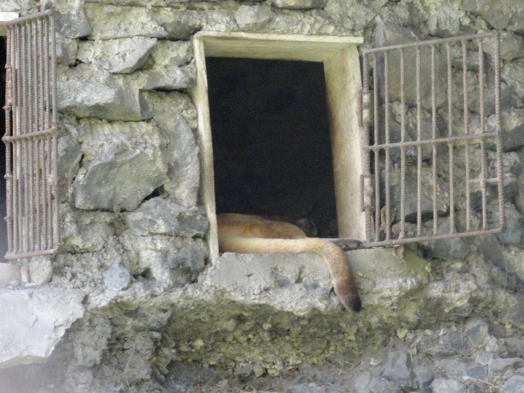 Foto: Cola de puma - Baños (Tungurahua), Ecuador