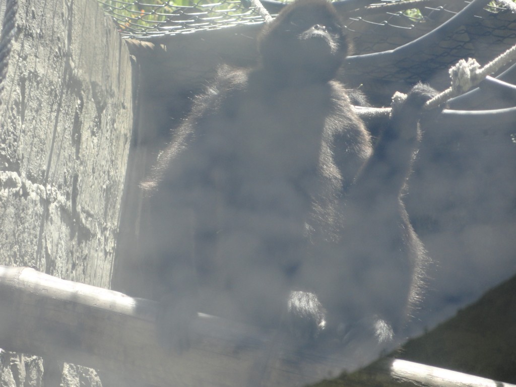 Foto: Mono - Baños (Tungurahua), Ecuador