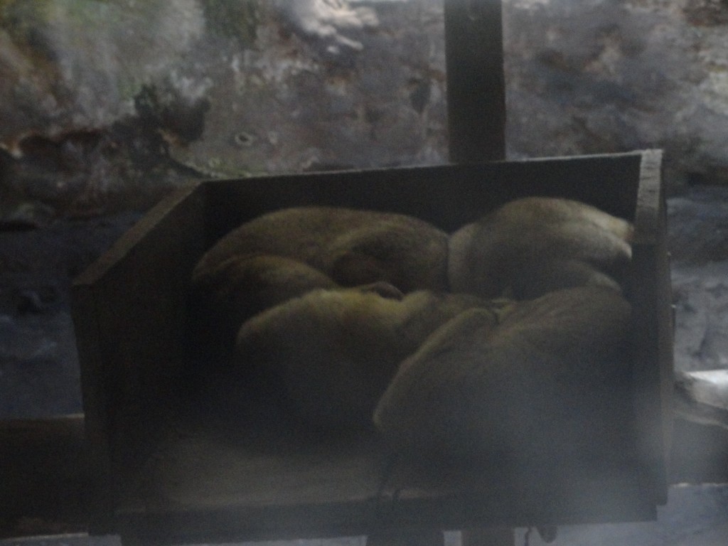 Foto: Mapaches - Baños (Tungurahua), Ecuador