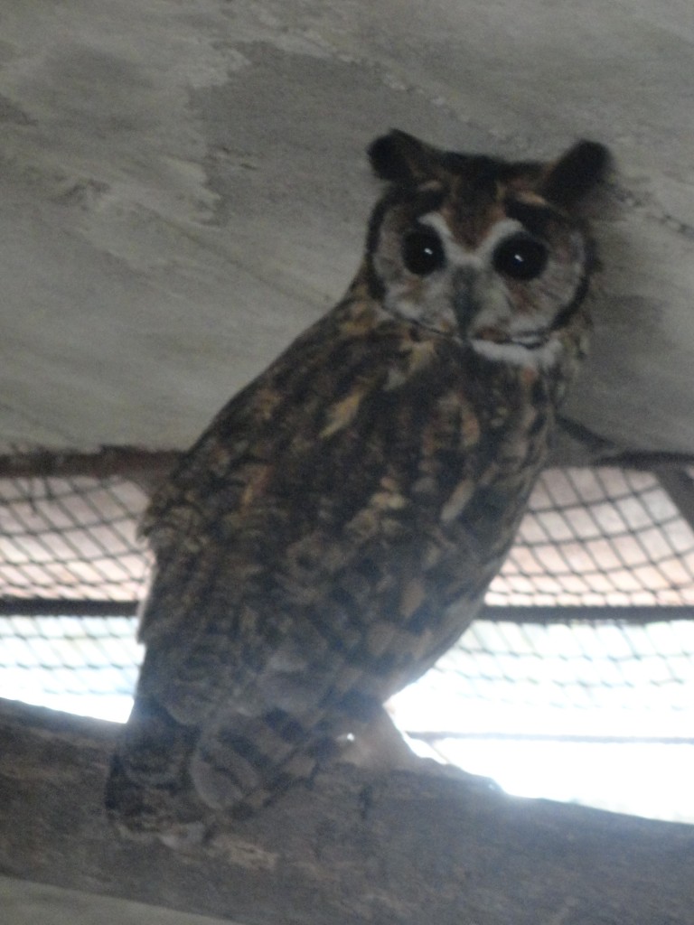 Foto: Buho - Baños (Tungurahua), Ecuador
