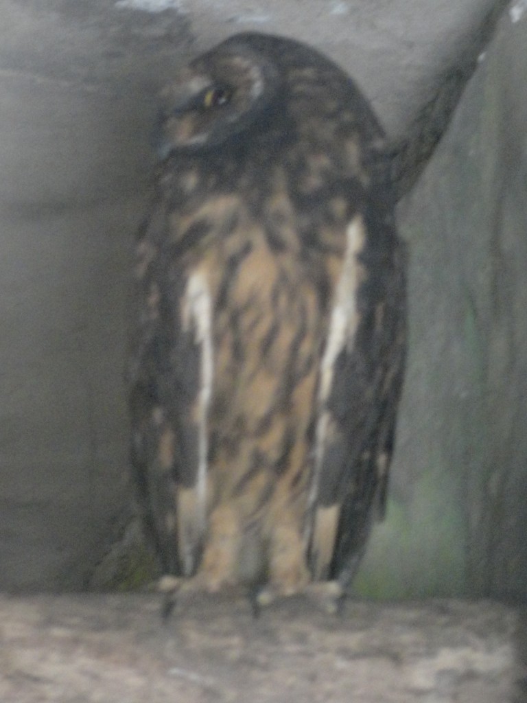 Foto: Buho - Baños (Tungurahua), Ecuador
