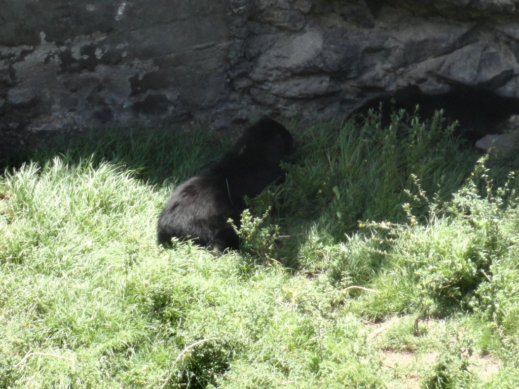 Foto: Oso - Baños (Tungurahua), Ecuador