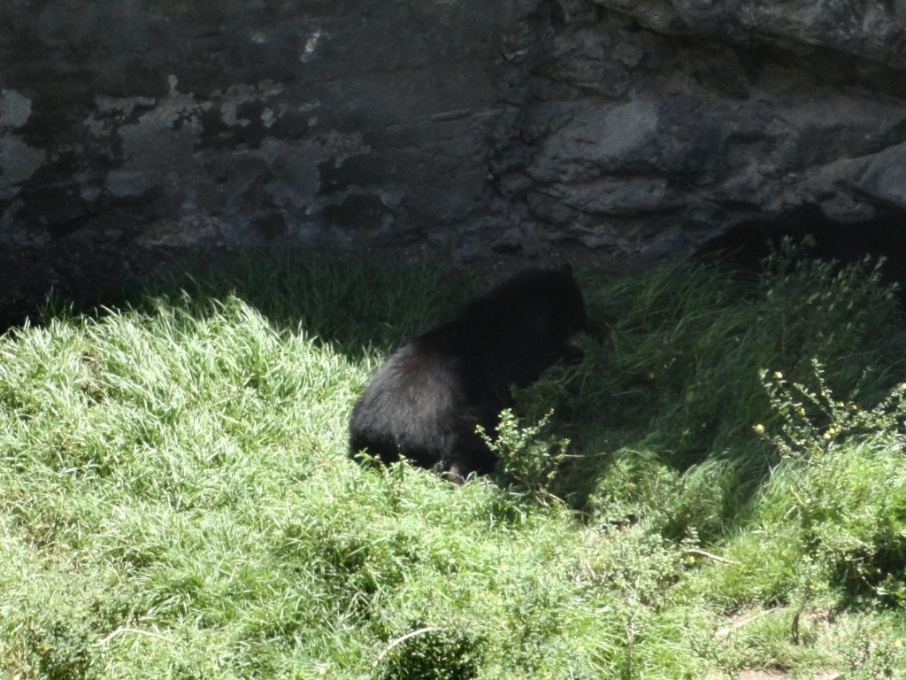 Foto: Oso - Baños (Tungurahua), Ecuador