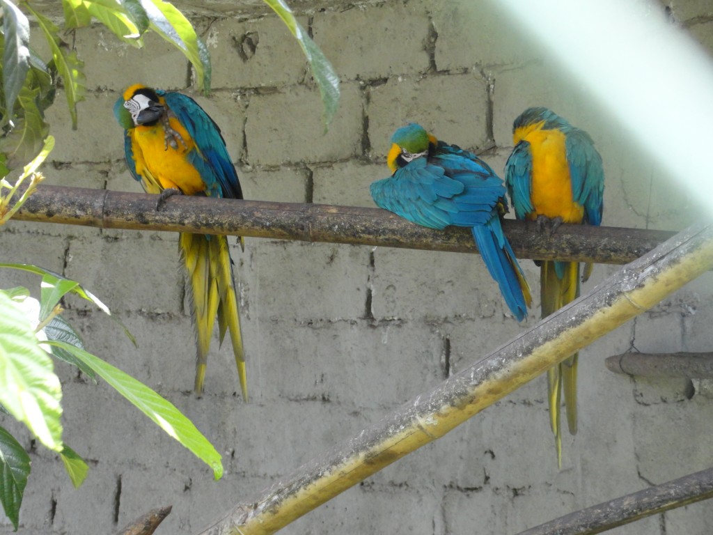 Foto: Guacamayo - Baños (Tungurahua), Ecuador
