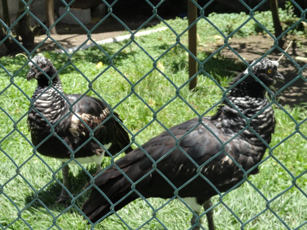 Foto: aves - Baños (Tungurahua), Ecuador