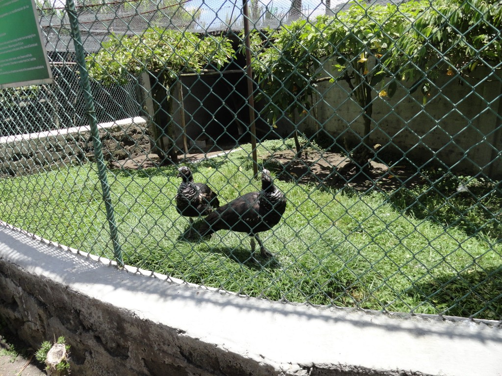 Foto: Ave - Baños (Tungurahua), Ecuador