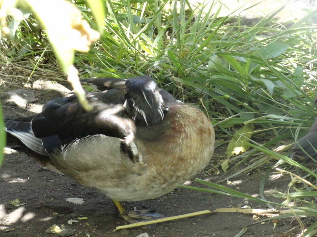 Foto: Pato - Baños (Tungurahua), Ecuador