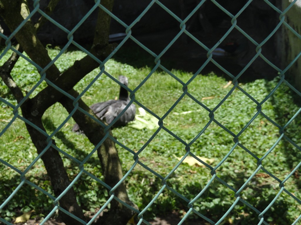 Foto: Pato - Baños (Tungurahua), Ecuador