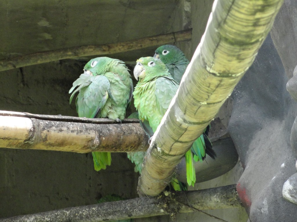 Foto: Loros reales - Baños (Tungurahua), Ecuador