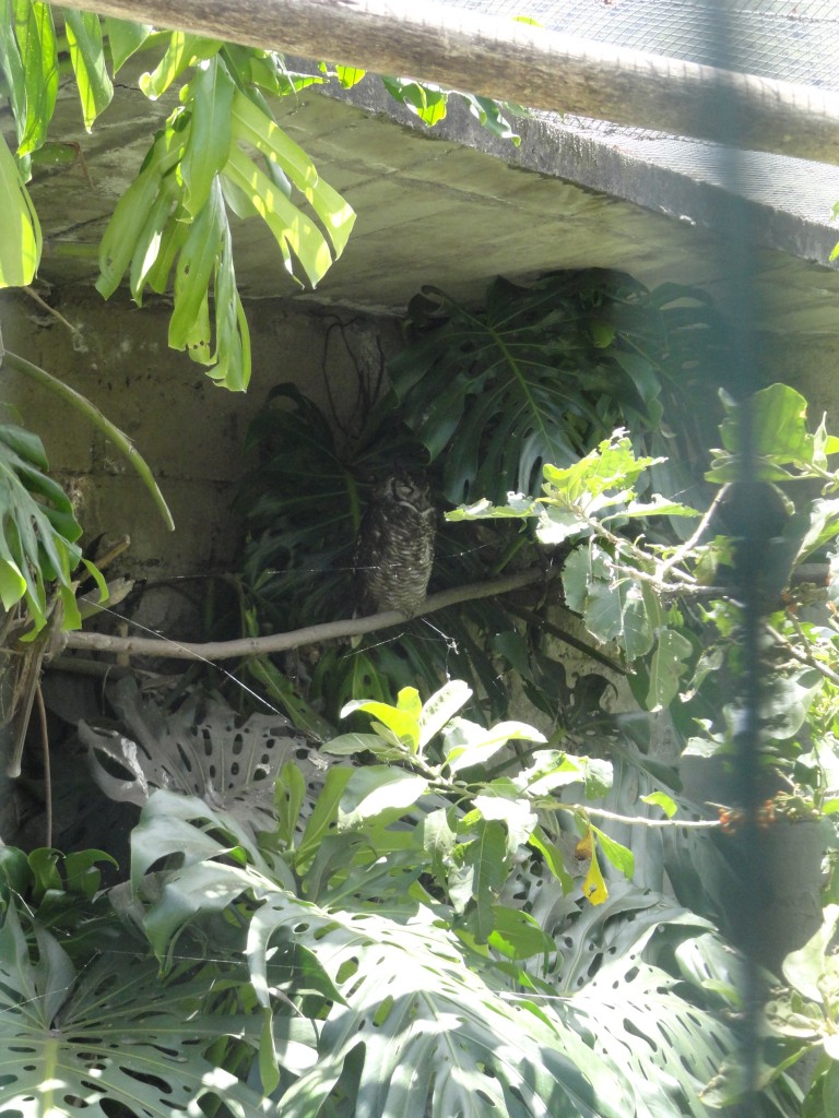 Foto: Buho - Baños (Tungurahua), Ecuador