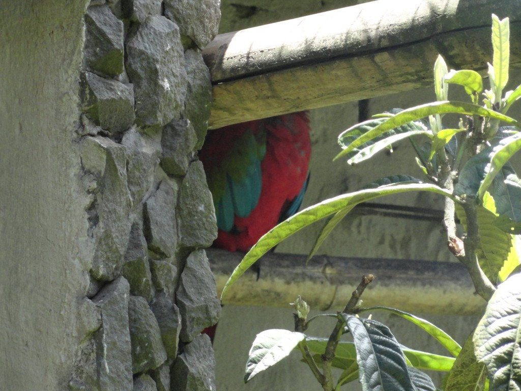 Foto: Guacamayo - Baños (Tungurahua), Ecuador