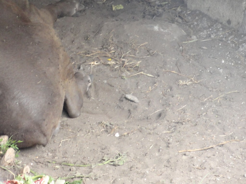 Foto: Tapir - Baños (Tungurahua), Ecuador
