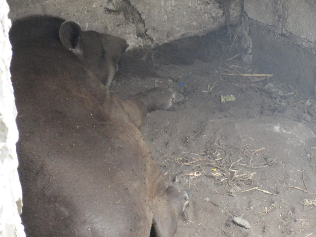 Foto: Tapir - Baños (Tungurahua), Ecuador