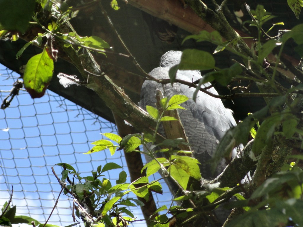 Foto: Paloma - Baños (Tungurahua), Ecuador