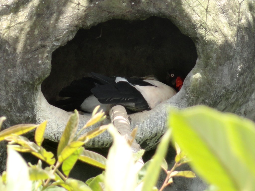 Foto: Nido del buitre rey - Baños (Tungurahua), Ecuador