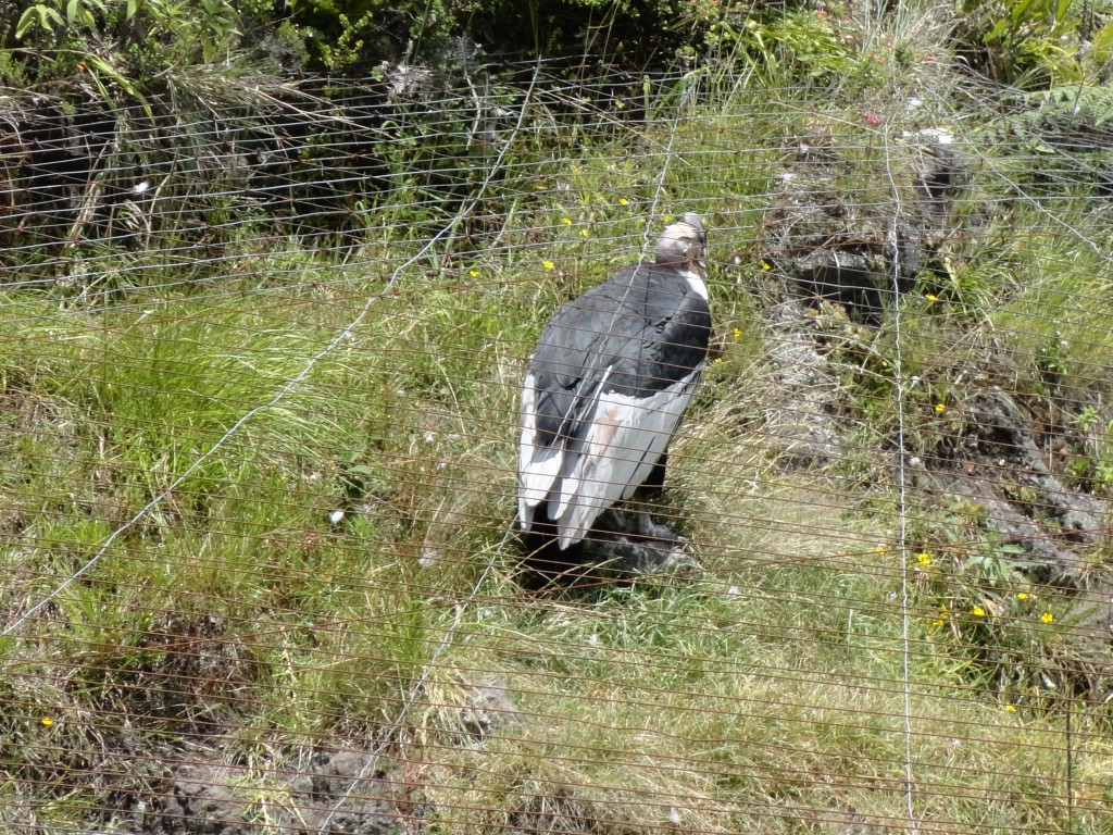 Foto: Condor - Baños (Tungurahua), Ecuador