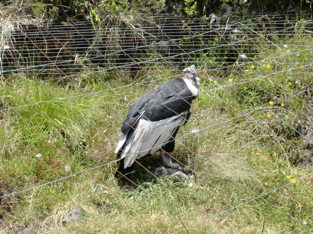 Foto: Condor - Baños (Tungurahua), Ecuador