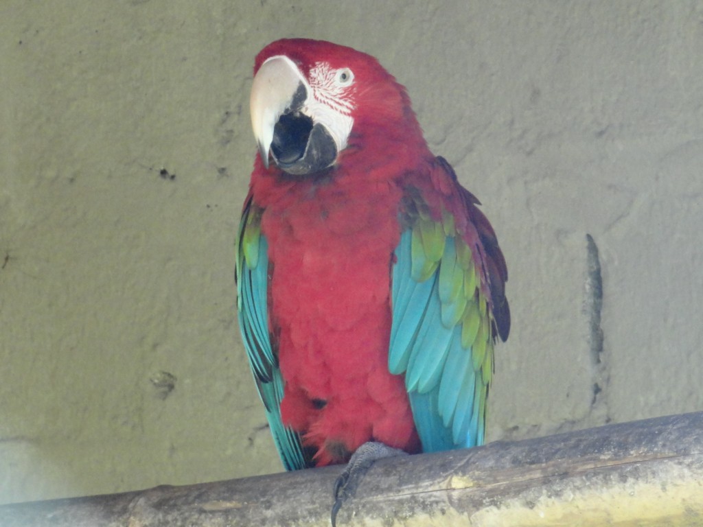 Foto: Guacamayo - Baños (Tungurahua), Ecuador