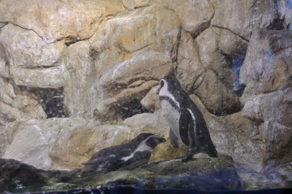 Foto: Acuario de Barcelona - Barcelona (Cataluña), España