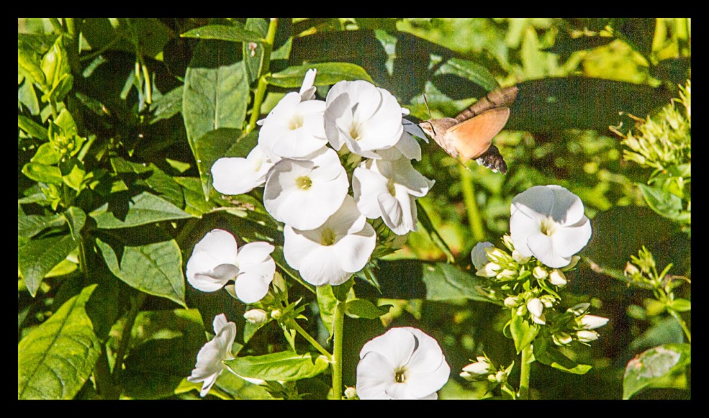 Foto de Trummelbach (Bern), Suiza