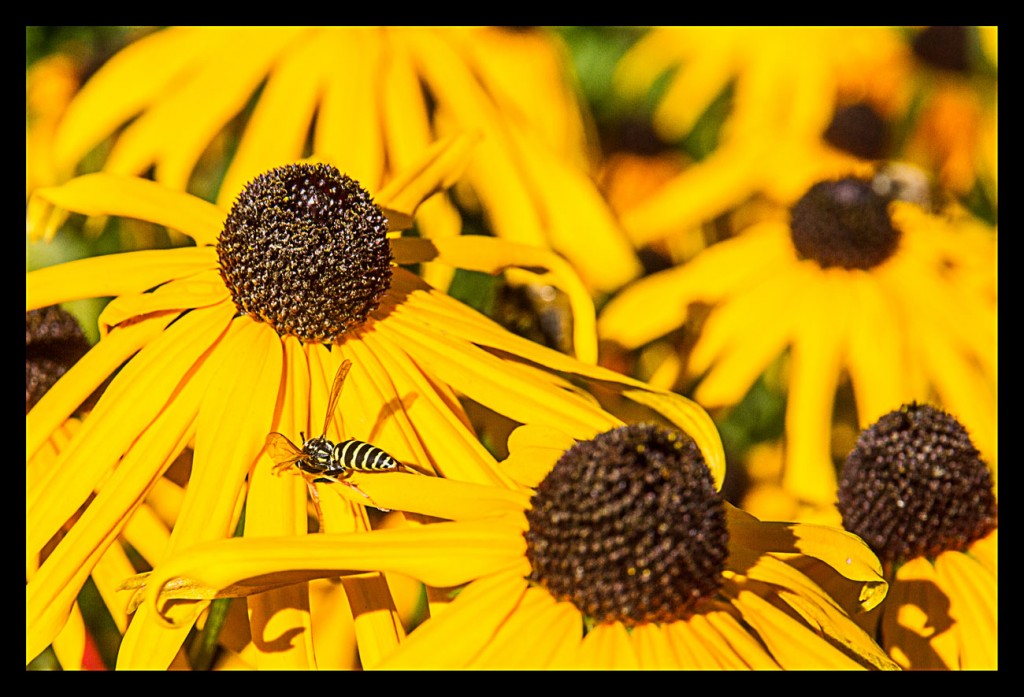 Foto de Trummelbach (Bern), Suiza