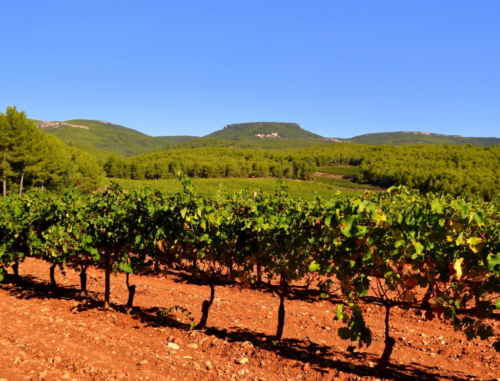 Foto: Viñas del Penedes espues de la cosecha. - Torrelles de Foix (Barcelona), España