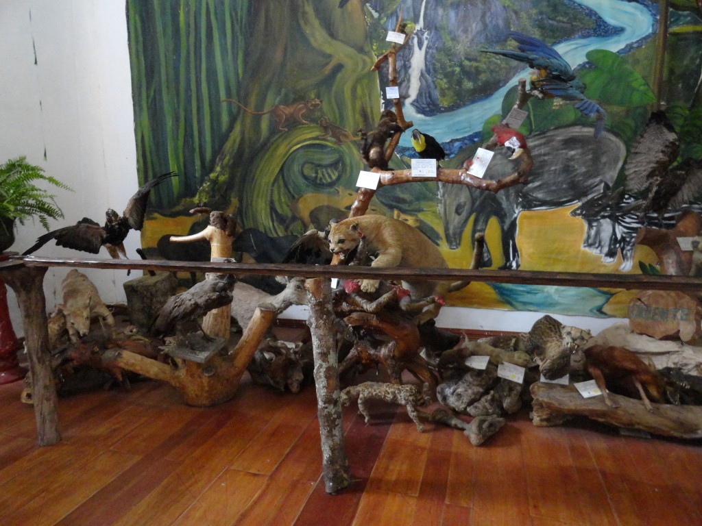 Foto: animales embalsamados - Baños (Tungurahua), Ecuador