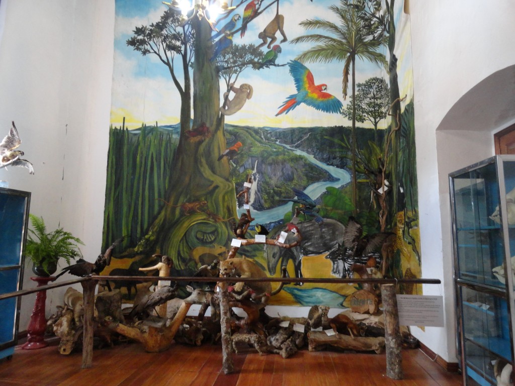Foto: animales embalsamados - Baños (Tungurahua), Ecuador