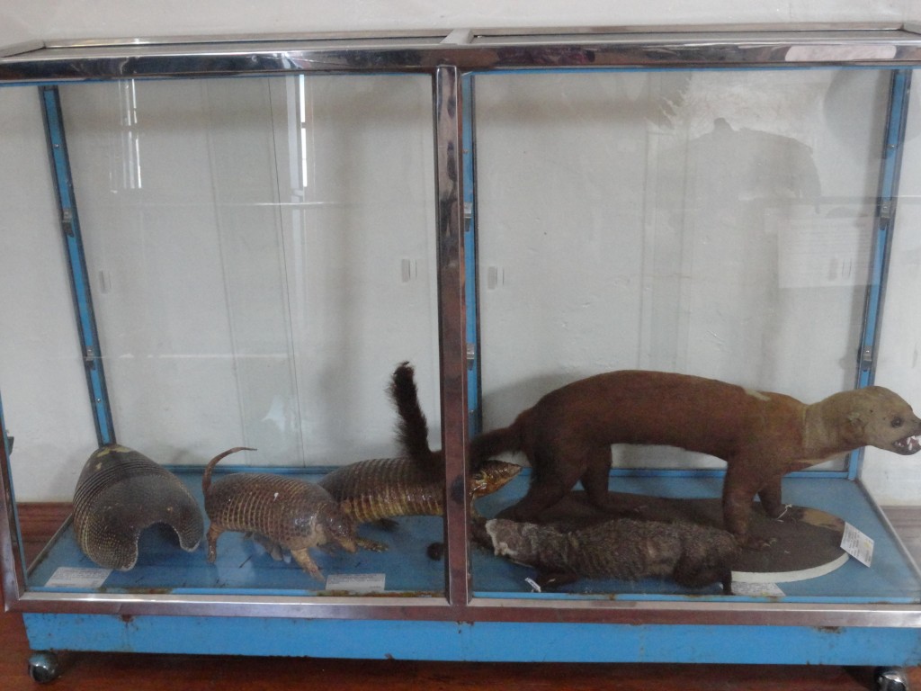 Foto: animales embalsamados - Baños (Tungurahua), Ecuador