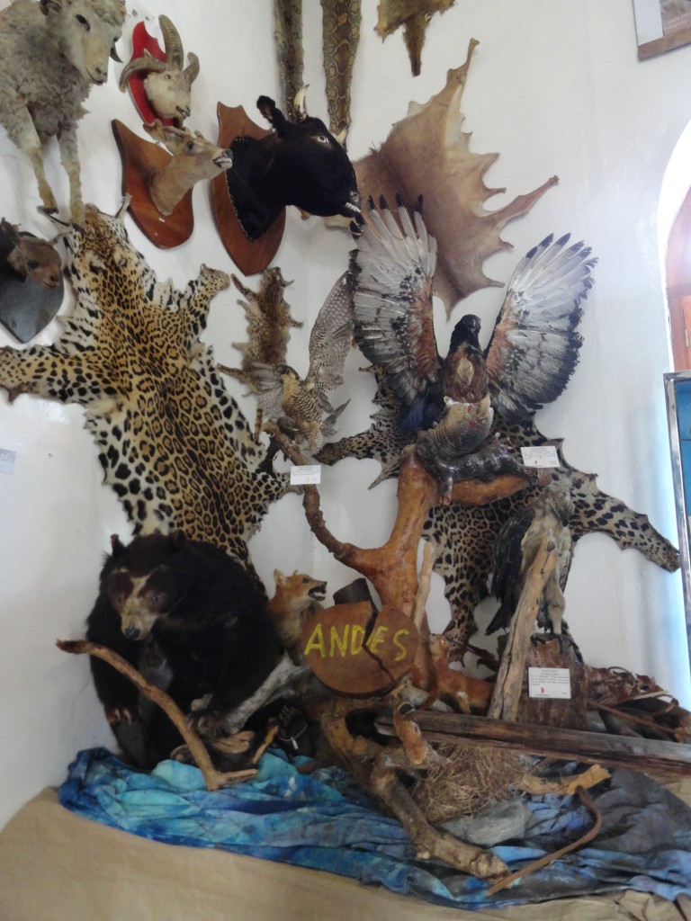 Foto: animañes embalsamados - Baños (Tungurahua), Ecuador