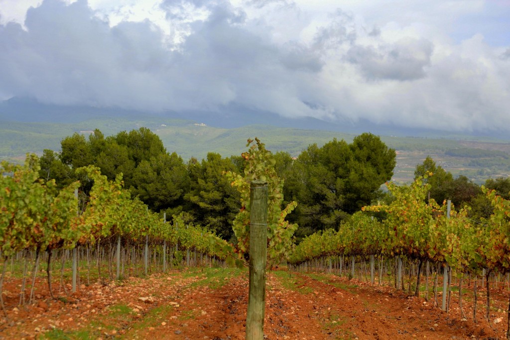 Foto: Viñas del Penedes - Sant Martí Sarroca (Barcelona), España