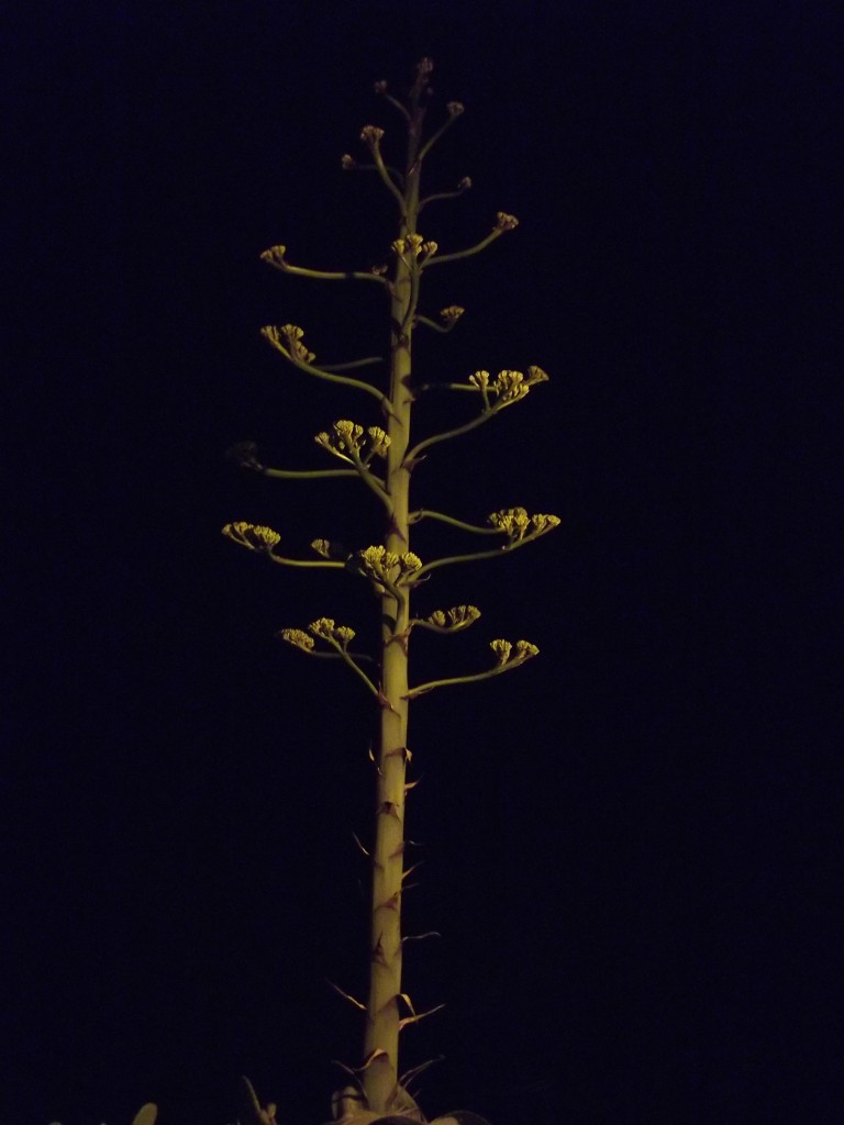 Foto de Porto Covo, Portugal