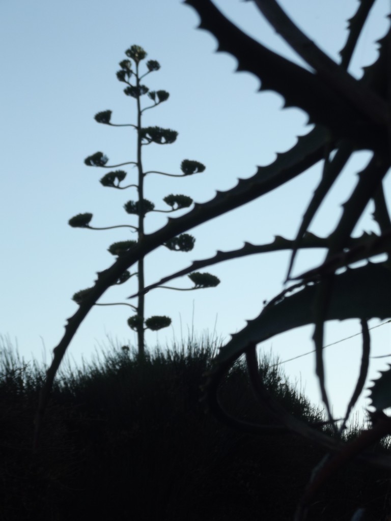 Foto de Vila Nova de Mil Fontes, Portugal