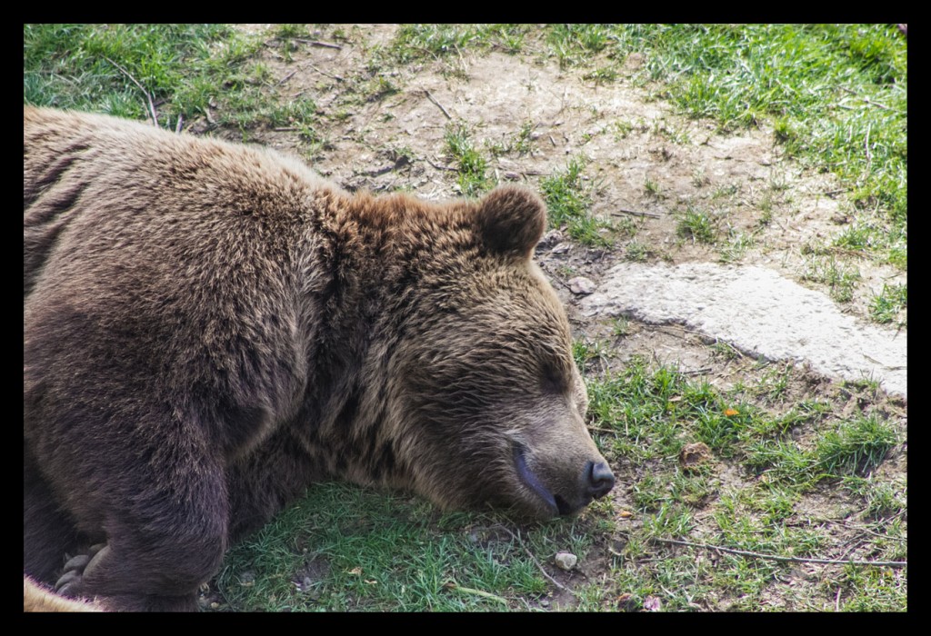 Foto de Berna (Bern), Suiza