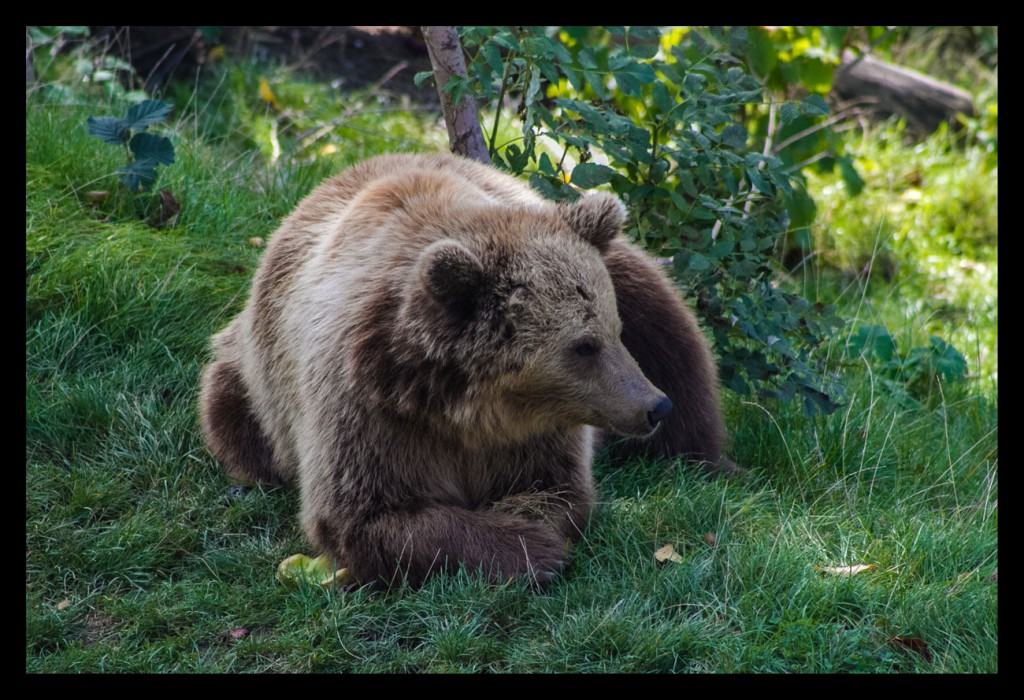 Foto de Berna (Bern), Suiza