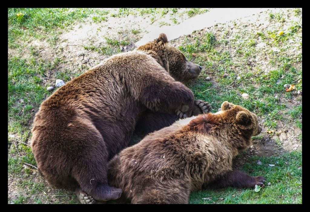 Foto de Berna (Bern), Suiza