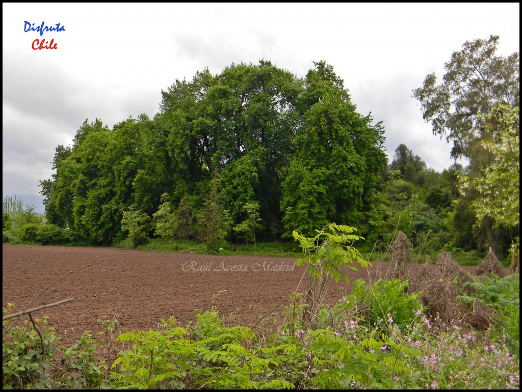 Foto: Sector Tunca - San Vicente de Tagua Tagua (Libertador General Bernardo OʼHiggins), Chile