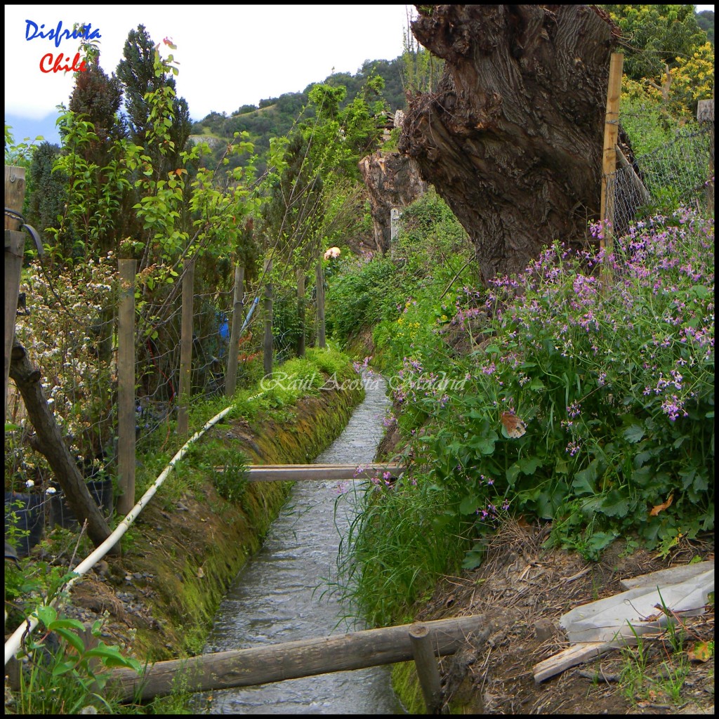 Foto: Zúñiga - San Vicente de Tagua Tagua (Libertador General Bernardo OʼHiggins), Chile