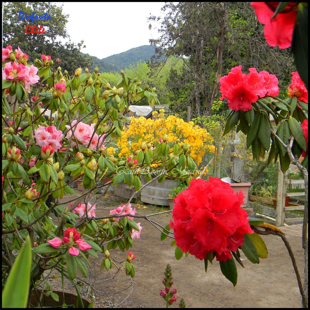 Foto: Zúñiga - San Vicente de Tagua Tagua (Libertador General Bernardo OʼHiggins), Chile