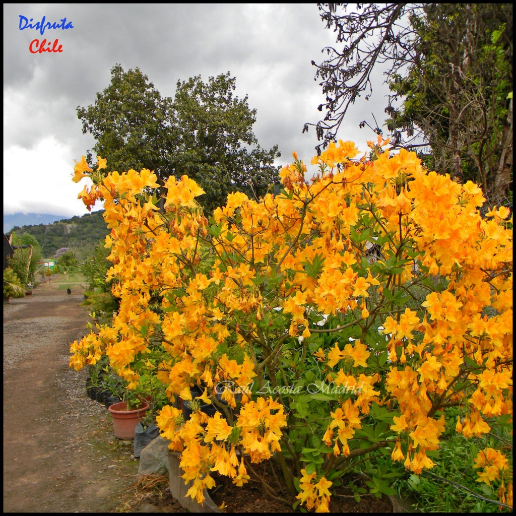 Foto: Zúñiga - San Vicente de Tagua Tagua (Libertador General Bernardo OʼHiggins), Chile