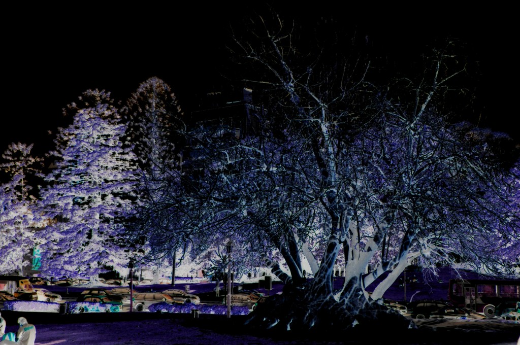 Foto: Navidad - Recolecta (Buenos Aires), Argentina