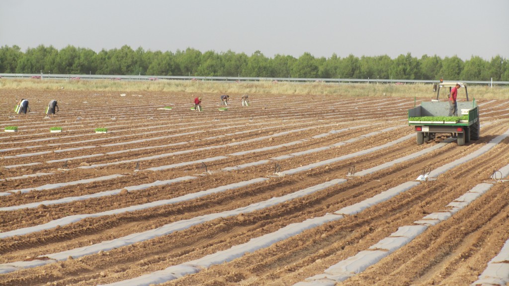 Foto: Siembra De Melones - Tomelloso (Ciudad Real), España