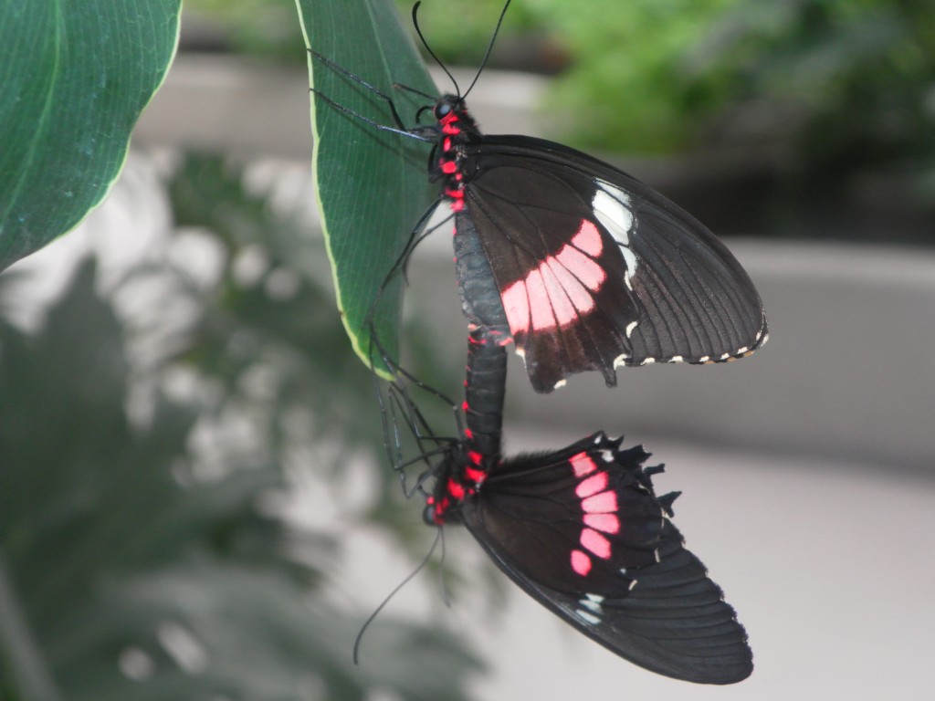 Foto: Vida - Distrito Federal (México), México
