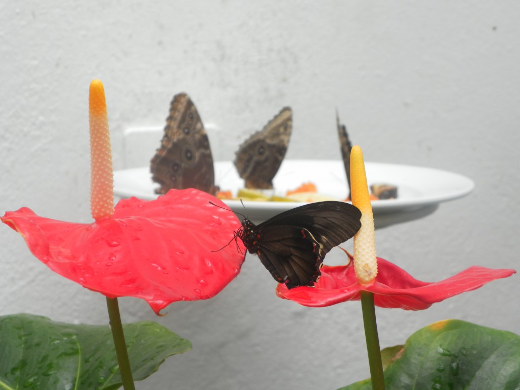 Foto: Mariposas - Distrito Federal (México), México