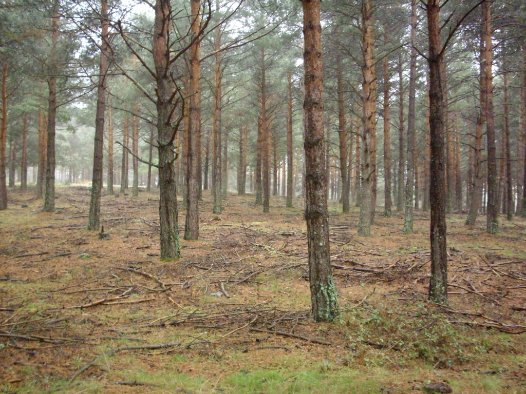 Foto de Otero de Herreros (Segovia), España