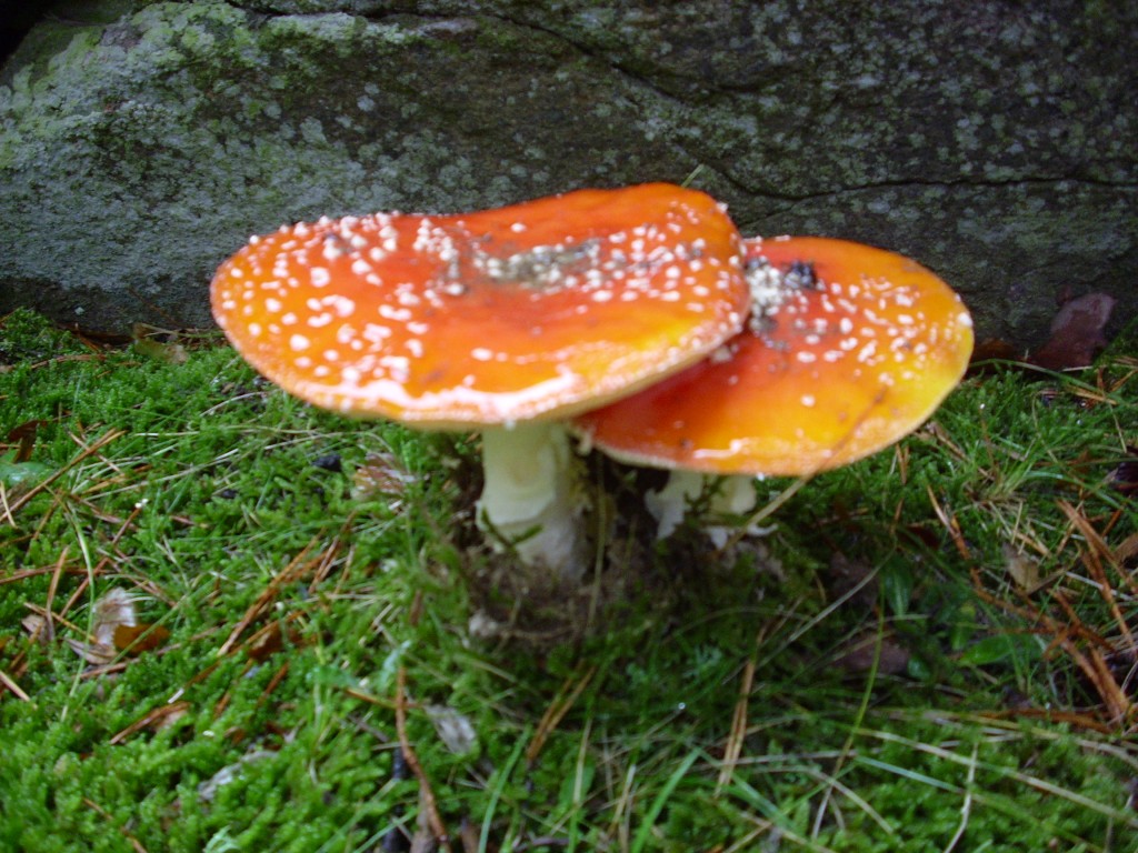 Foto de Otero de Herreros (Segovia), España