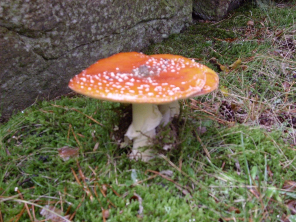 Foto de Otero de Herreros (Segovia), España