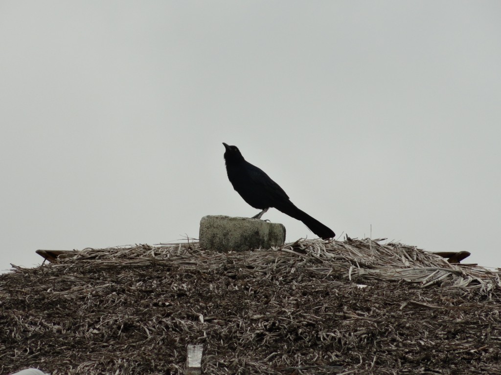 Foto: Un hermoso pajaro - Atacames- Tonsupa (Esmeraldas), Ecuador