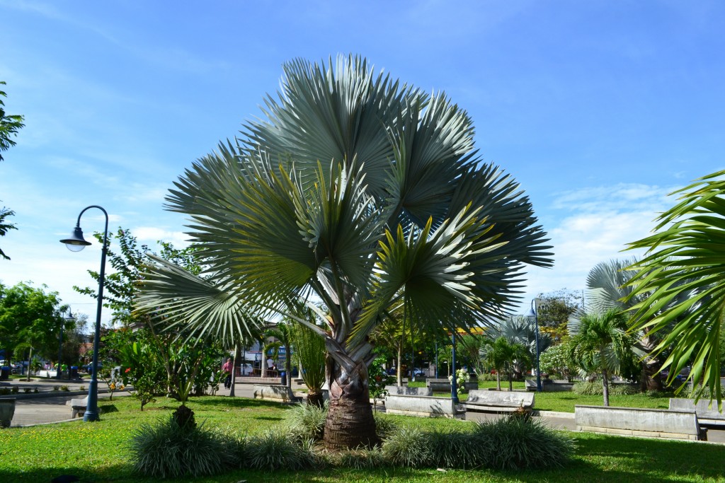 Foto: SAN ISIDRO DEL GENERAL - Peres Zeledon (San José), Costa Rica