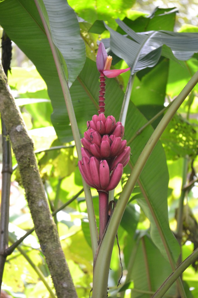 Foto: Centro Biologico Las Quebradas - Las Quebradas de Perez Zeledón (San José), Costa Rica